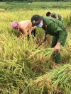 ĐTN CATX Mường Lay giúp dân bản bị cách ly thu hoạch lúa mùa