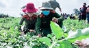 Tuổi trẻ Công an huyện Đắk Glong: ủng hộ vùng dịch hơn 60 tấn nông sản