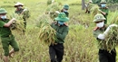 Chiến sĩ Công an giúp dân gặt lúa trong mùa dịch COVID-19