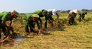 Công an Thừa Thiên-Huế giúp dân thu hoạch lúa sau mưa lớn