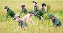 Công an Bắc Giang sau truy vết F0 lại gặt lúa giúp dân