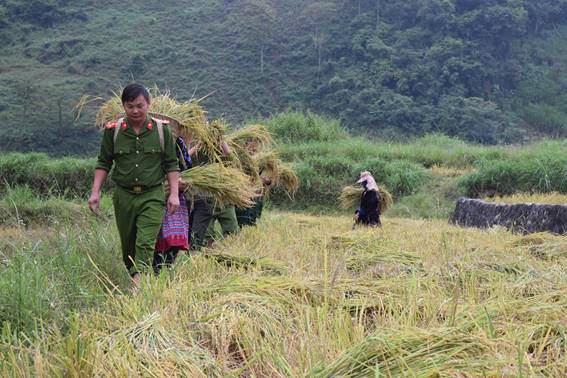 Description: H:\Ảnh Điện Biên\Công an TP Điện Biên Phủ giúp nhân dân xã Tà Lèng thu hoạch lúa mùa.JPG